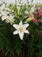 [5377 Meriva TL VZ No01.JPG]